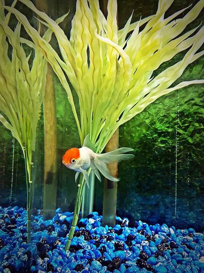Aquarium Hotel Riyad Extérieur photo
